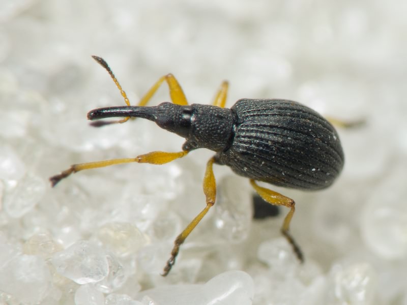Protapion fulvipes (Geoffroy, 1785)